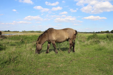 Blauer Himmel im Hintergrund. Schöne Natur. Herbstszene. Weißes Clouds-Spiel. Flauschige Kissen. Freiheit. Weide mit Tieren. Pferde an einem sonnigen Tag. Dorniger Kletten Zweig. Landschaftsfotografie