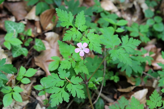 stinkender Storchschnabel
