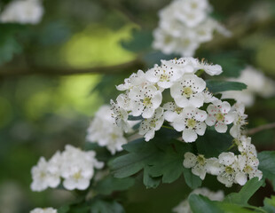 Beautiful close-up of crataegus monogyna flowers