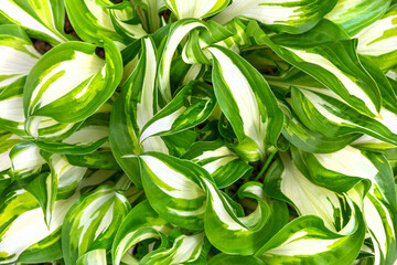 Garden decorative deciduous plant lily of the valley Host wavy Mediovariegata with white green...