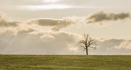 Fototapeta premium Paisaje con arbol solitario