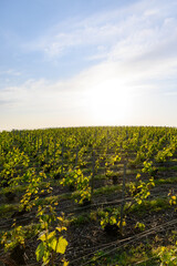 View on green premier cru champagne vineyards in village Hautvillers near Epernay, Champange, France