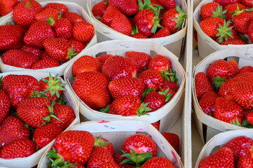 Baskets with french red ripe sweet strawberries Fraises de Plougastel, harvested in France