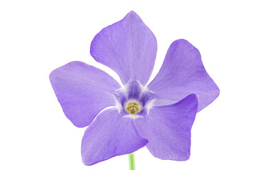 wild periwinkle flowers isolated on white background