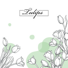 Hand drawn sketch style tulip bouquets. Stylish spring flowers design template. Best for greeting cards, invitations, banners and posters. Vector illustration.