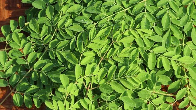 rotating pile of fresh moringa leaves, a superfood