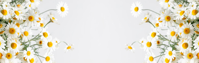 Flowers composition. White field chamomile, flower on white background. panoramic photo of summer...