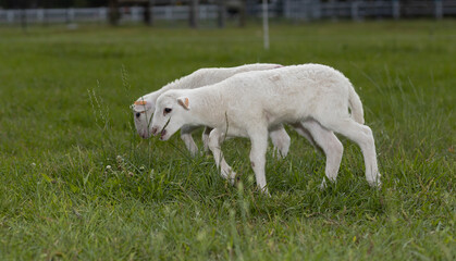 Obraz premium Katahdin sheep lamb that prefers tall grass