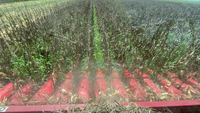 corn