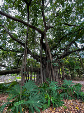 CLOSE UP: Large branching banyan tree canopy with lush hanging aerial roots