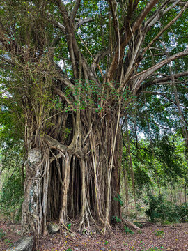 CLOSE UP: An old banyan fig tree with aerial root system tangled around trunk