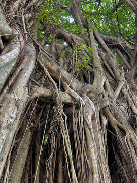CLOSE UP: Tangled woody aerial root system of an old banyan tree in Panama