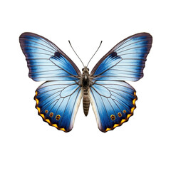 Common blue butterfly -  Polyommatus icarus 1. Transparent PNG. Generative AI
