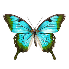 Common bluebottle butterfly -  Graphium sarpedon 1. Transparent PNG. Generative AI