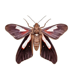 Dark sword-grass moth butterfly -  Agrotis ipsilon 1. Transparent PNG. Generative AI - obrazy, fototapety, plakaty