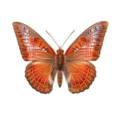 Eastern pine elfin butterfly -  Callophrys niphon 1. Transparent PNG. Generative AI