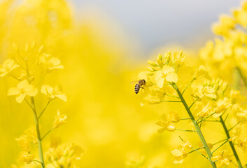 bee on yellow canola flower