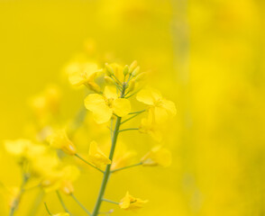 yellow canola flowers in the field