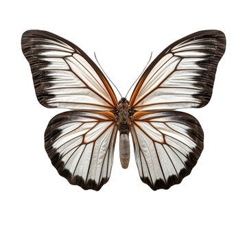 Eastern black veined white butterfly -  Aporia crataegi 1. Transparent PNG. Generative AI