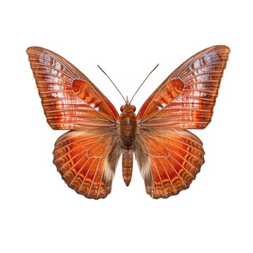 Eastern pine elfin butterfly -  Callophrys niphon 1. Transparent PNG. Generative AI