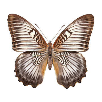 Grayling butterfly -  Hipparchia spp. Transparent PNG. 1. Transparent PNG. Generative AI