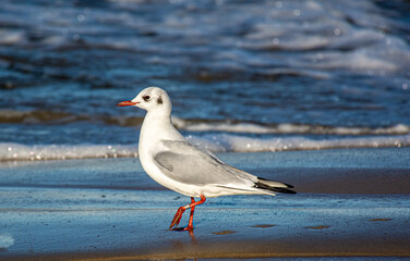 Birds on the sea Poland