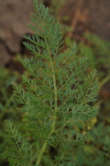 Green organic carrot leaves close-up, selective focus.