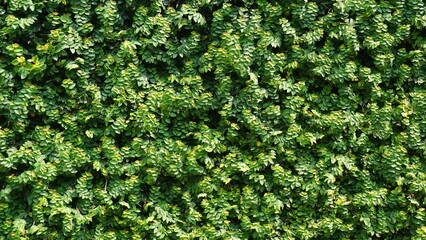 Green leaf background, Green grass wall texture for background design and eco and die-cut wall for artwork.
