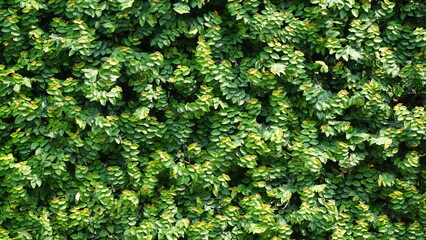 Green leaf background, Green grass wall texture for background design and eco and die-cut wall for artwork.