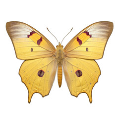 Pale clouded yellow butterfly -  Colias hyale 1. Transparent PNG. Generative AI