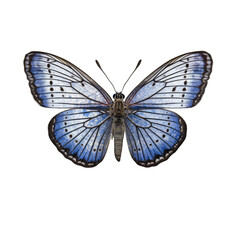 Short-tailed blue butterfly -  Cupido argiades 1. Transparent PNG. Generative AI