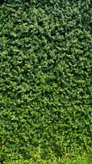 Green leaf background, Green grass wall texture for background design and eco and die-cut wall for artwork.