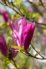 In April, the magnolia blooms in the garden. Magnolia liliiflora is a small tree or shrub native to...