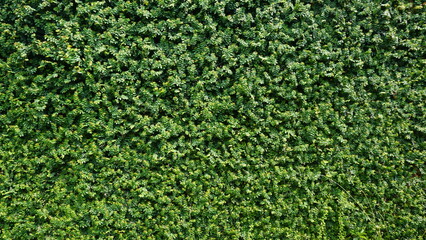 Green leaf background, Green grass wall texture for background design and eco and die-cut wall for...