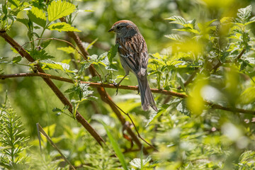 sparrow on branch
