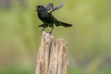 Red Winged Blackbird in flight off a post