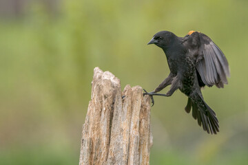 Red Winged Blackbird landing on a fence post