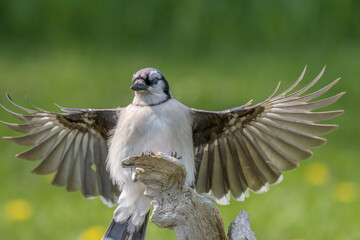 Blue Jay landing on driftwood