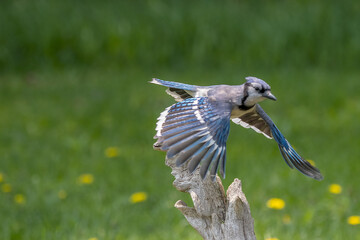 blue jay in the wild