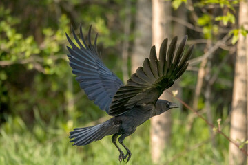 Crow in flight off the ground