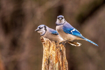 Blue Jay Mates on a post in Spring