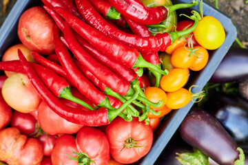 Freshly picked tomatoes, red hot chilli peppers and eggplant in the garden in a plastic container. Top view