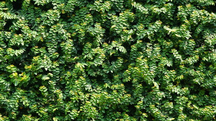 Green leaf background, Green grass wall texture for background design and eco and die-cut wall for artwork.