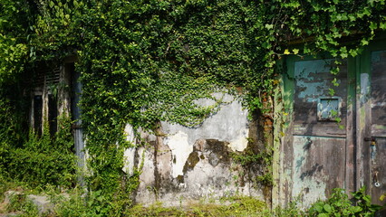 Naklejka premium Green leaf background, Green grass wall texture for background design and eco and die-cut wall for artwork.