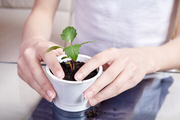 Small girl transplanting plant seedlings into new pot at home