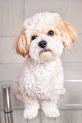 Portrait of a beige Maltipoo puppy stands on a glass table in the room