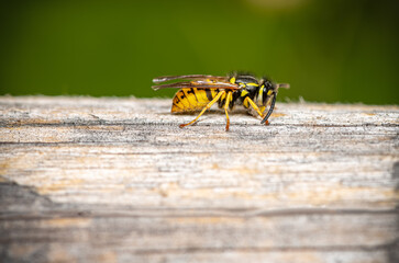 a wasp gathering some wood fibers. Macrophoto