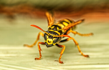 close up view of  European paper wasp - Polistes dominulus, syn. P. gallicus, Vespa dominula. Macrophotography