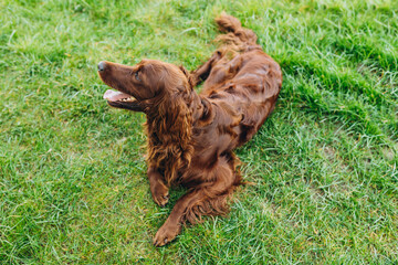 Beautiful Irish Setter dog is lying in grass and looking attentively into the photographer's camera...