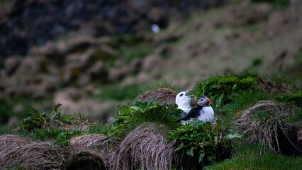 Puffin on green gras with a seagull behind him in Iceland © jochen